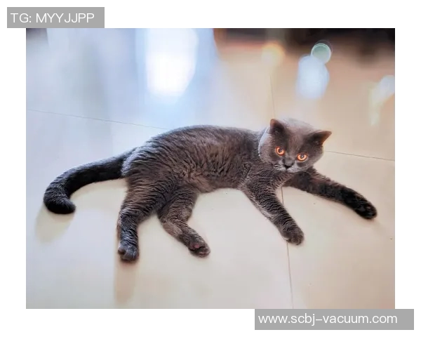 ti比赛蓝猫秀-赛场蓝猫秀，技术绝美融汇之境-ti比赛蓝猫秀